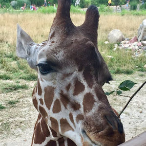 Meet your Posher, Lexie